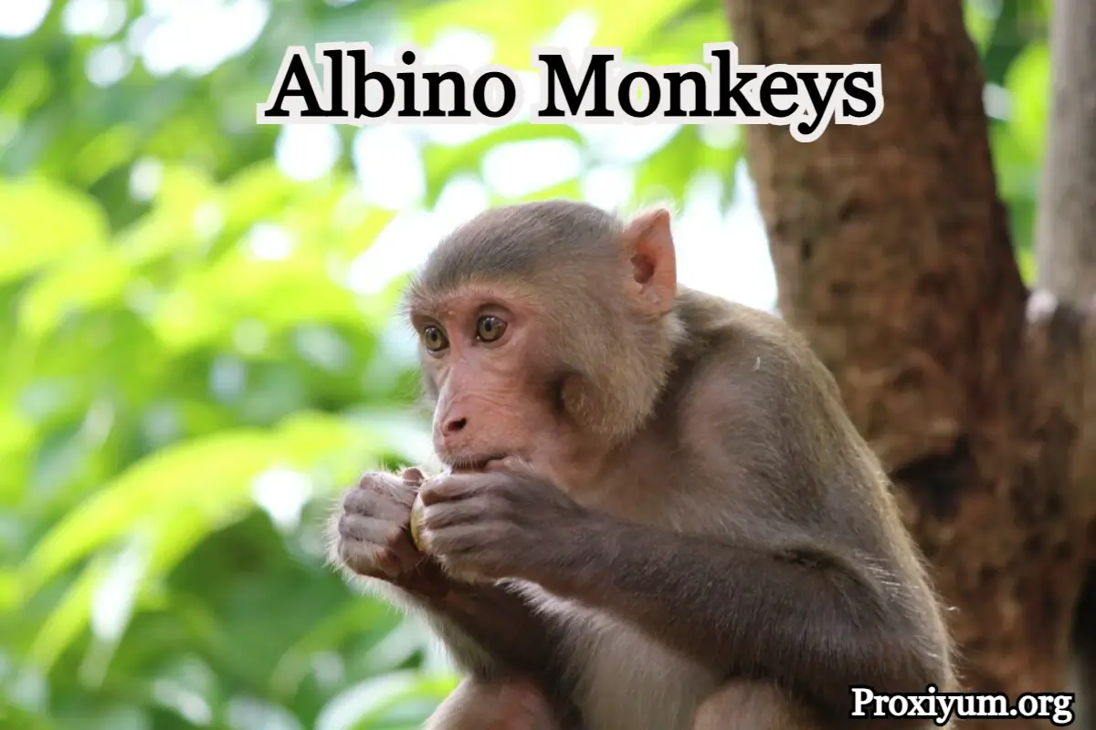 Albino Monkeys: A Rare Phenomenon in the Primate World